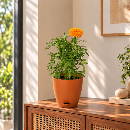 Fresh orange marigold plant with vibrant green leaves in a 7-inch plastic pot.