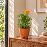 Marigold Plant