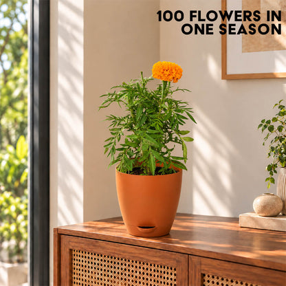 Fresh orange marigold plant with vibrant green leaves in a 7-inch plastic pot.
