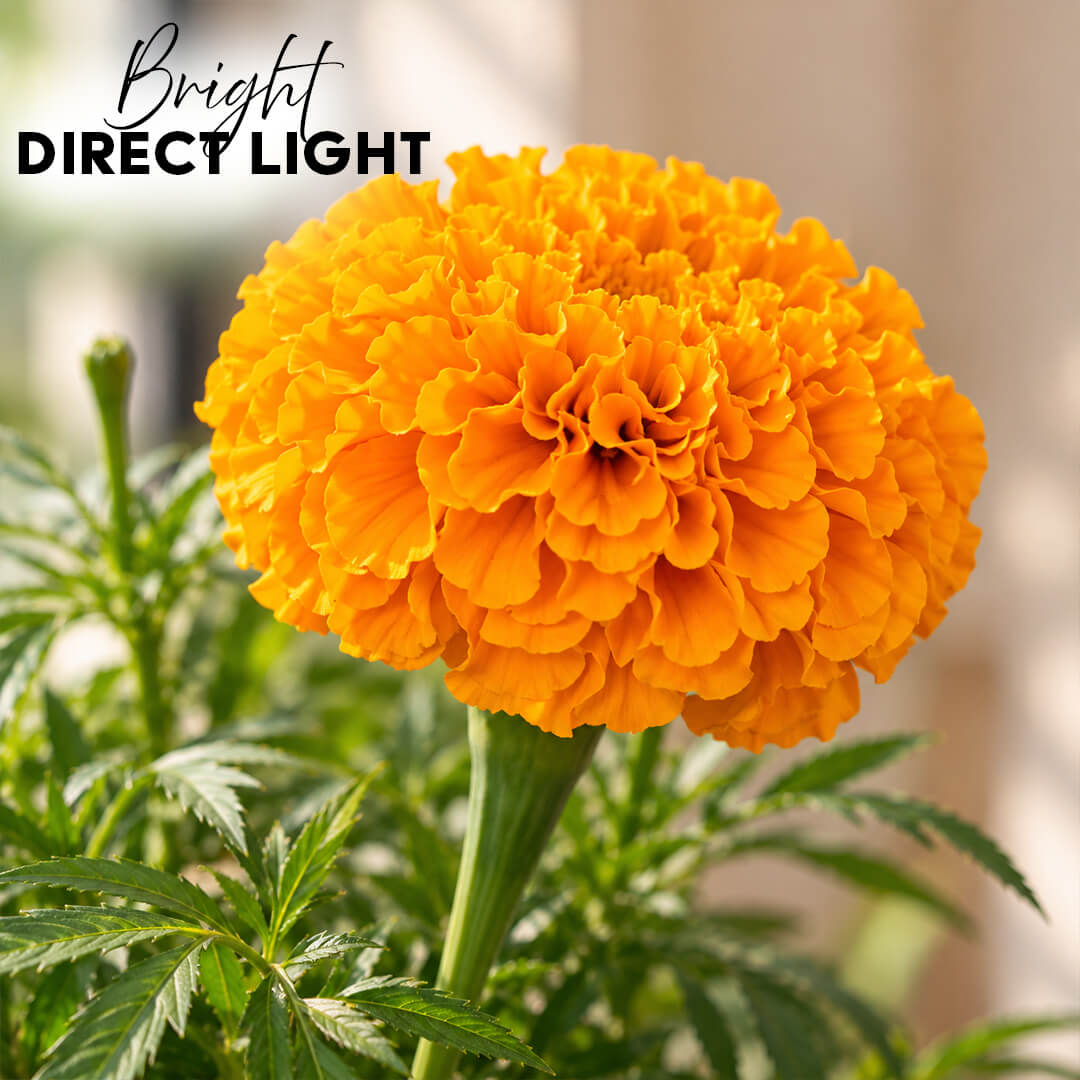 Fresh orange marigold plant with vibrant green leaves in a 7-inch plastic pot.