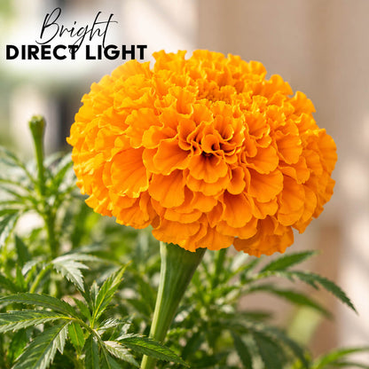 Fresh orange marigold plant with vibrant green leaves in a 7-inch plastic pot.