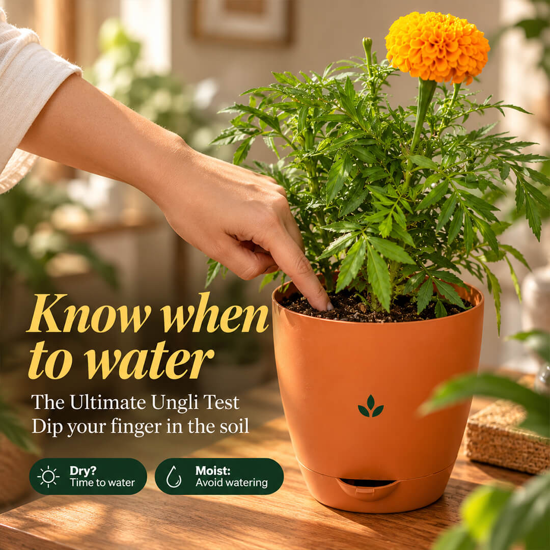 Fresh orange marigold plant with vibrant green leaves in a 7-inch plastic pot.
