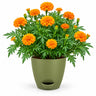 Marigold Plant