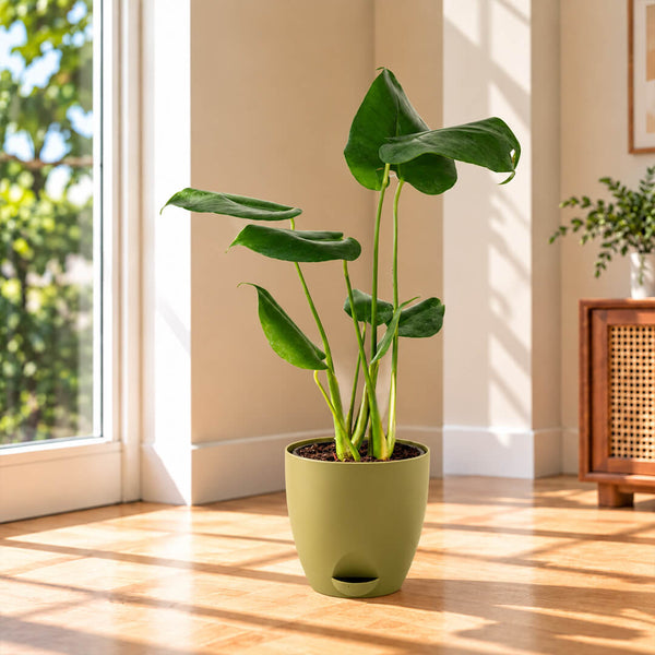 Iconic split-leaf green monstera houseplant growing in a 5-inch plastic pot.