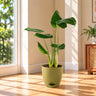 Monstera  Plant