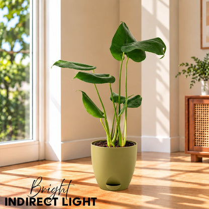 Iconic split-leaf green monstera houseplant growing in a 5-inch plastic pot.