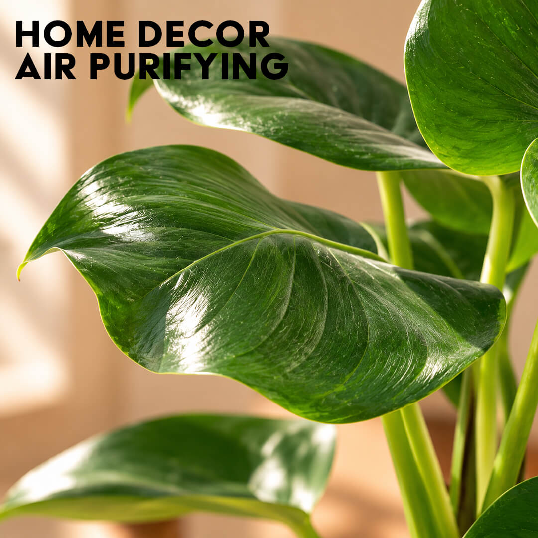 Iconic split-leaf green monstera houseplant growing in a 5-inch plastic pot.