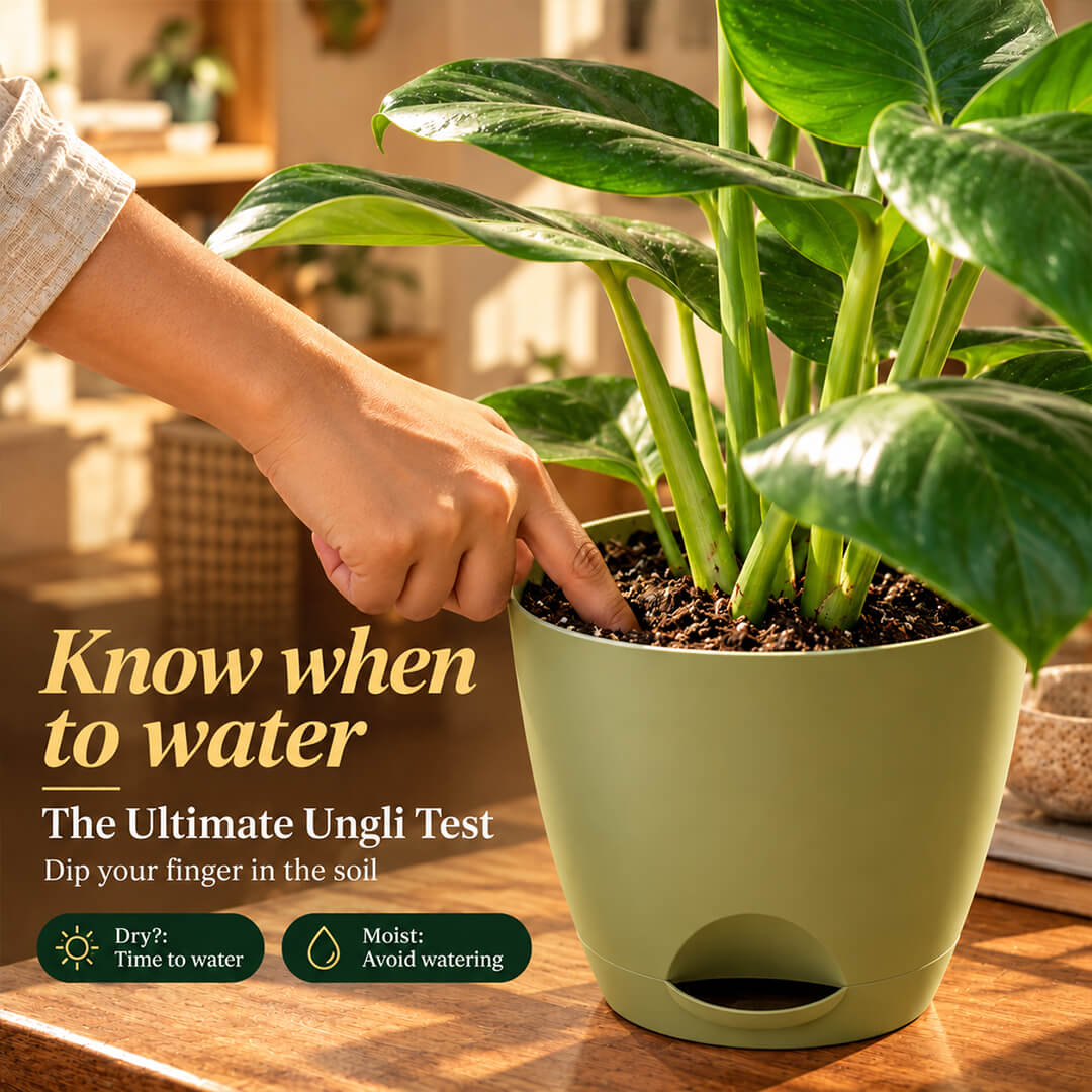Iconic split-leaf green monstera houseplant growing in a 5-inch plastic pot.