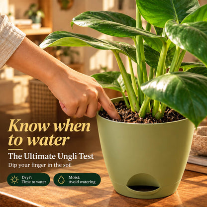 Iconic split-leaf green monstera houseplant growing in a 5-inch plastic pot.