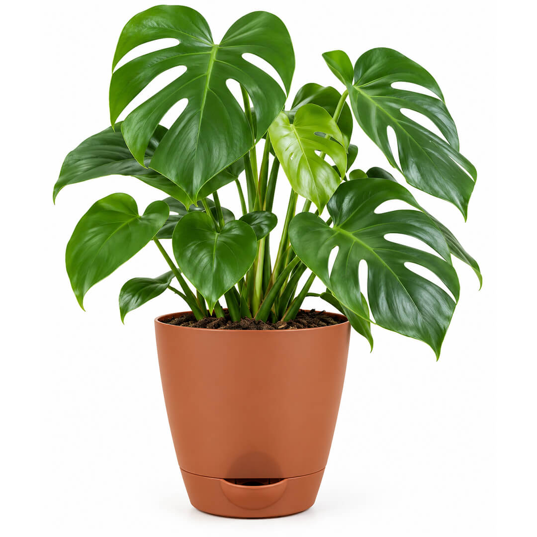 Iconic split-leaf green monstera houseplant growing in a 5-inch plastic pot.