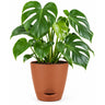 Monstera  Plant