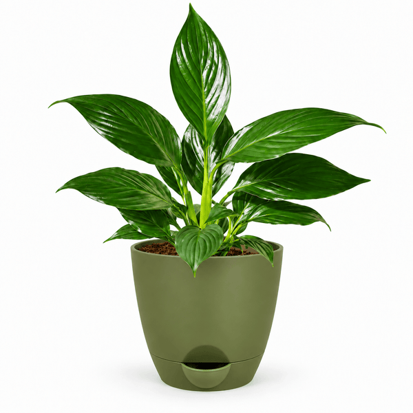 Green peace lily houseplant planted inside a modern 5-inch plastic pot resting on a wooden table surface.