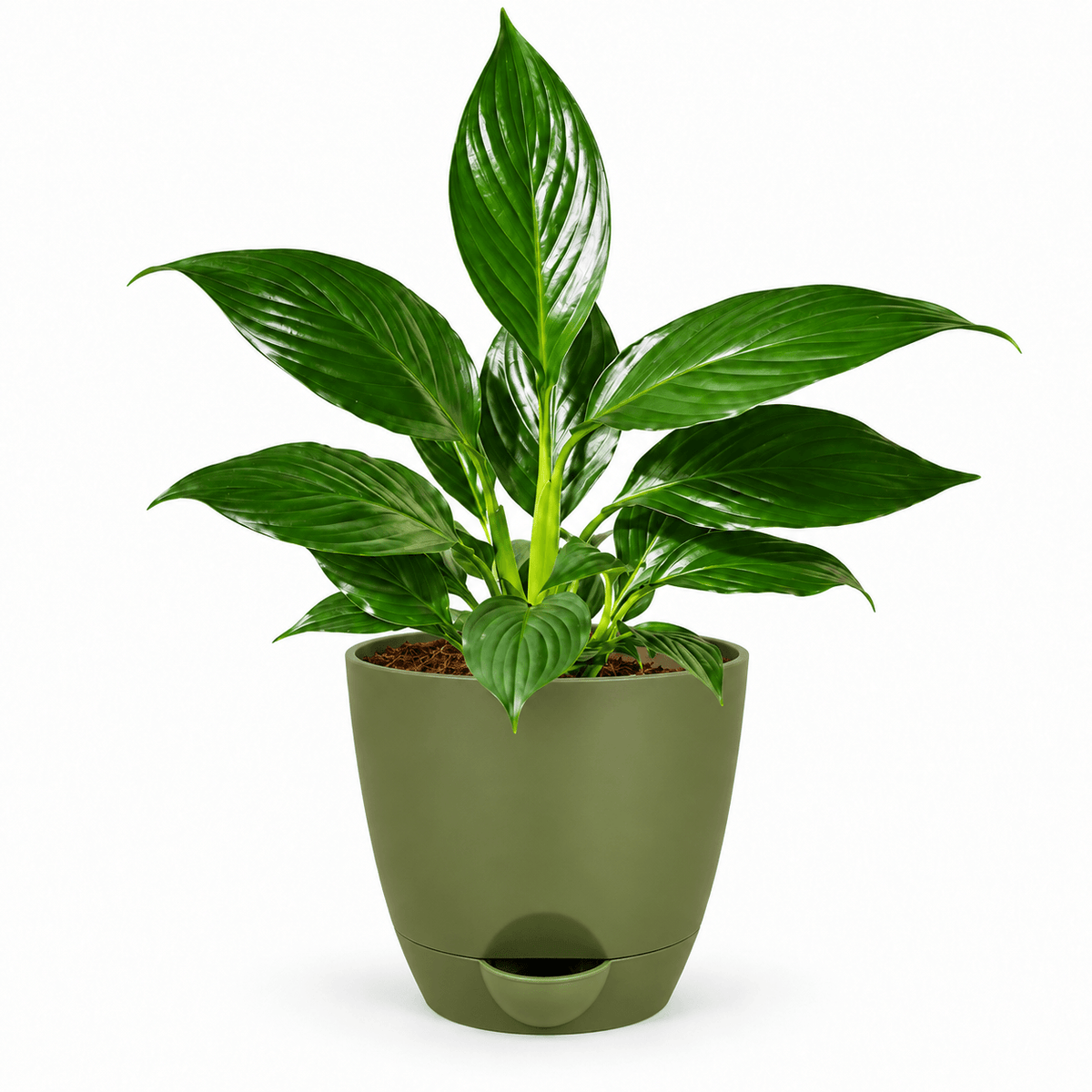 Green peace lily houseplant planted inside a modern 5-inch plastic pot resting on a wooden table surface.
