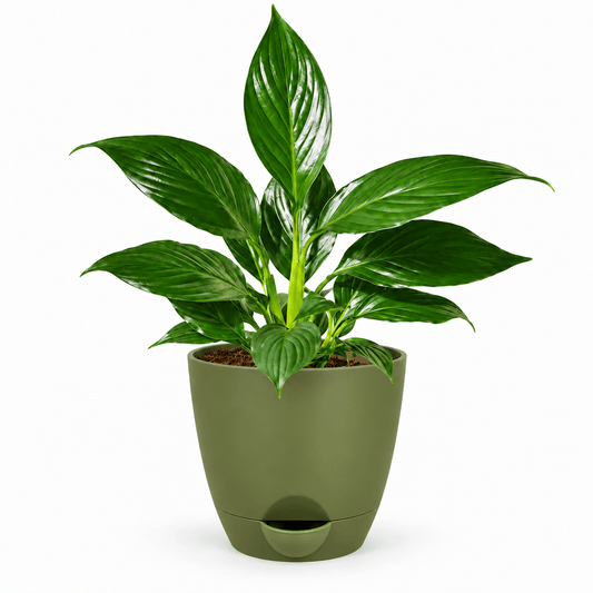 Green peace lily houseplant planted inside a modern 5-inch plastic pot resting on a wooden table surface.