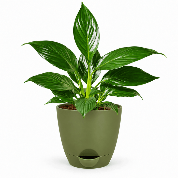 Peace Lily Plant