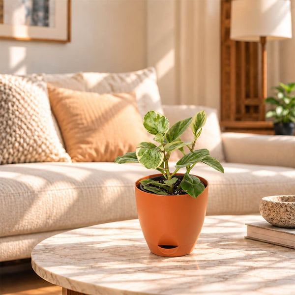 Compact green peperomia houseplant thriving inside a 5-inch plastic pot.