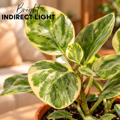 Compact green peperomia houseplant thriving inside a 5-inch plastic pot.