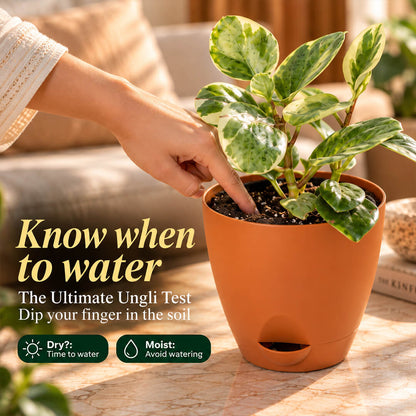 Compact green peperomia houseplant thriving inside a 5-inch plastic pot.