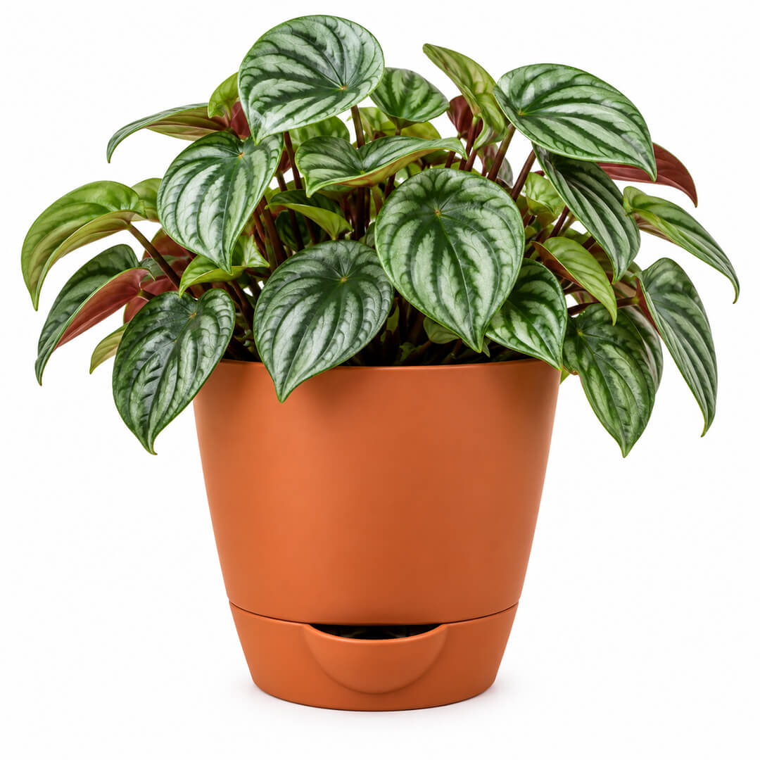 Compact green peperomia houseplant thriving inside a 5-inch plastic pot.