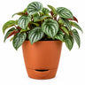 Peperomia Plant