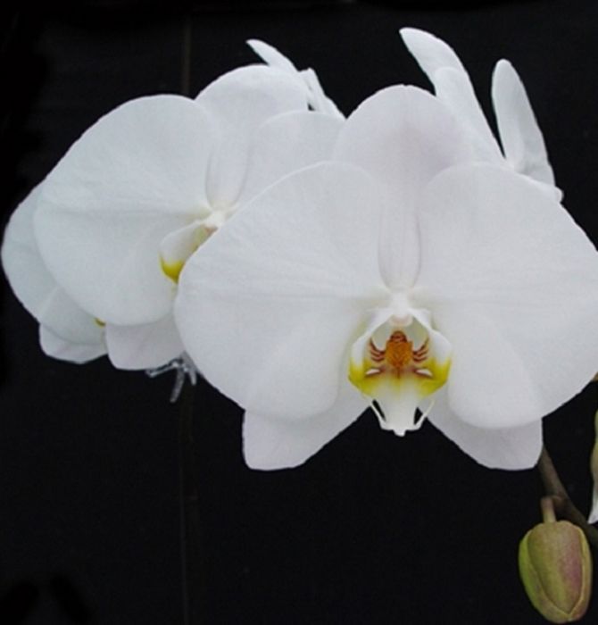 Phalaenopsis White Plant - Image 2