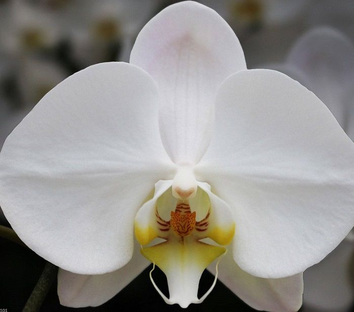 Phalaenopsis White Plant - Image 3