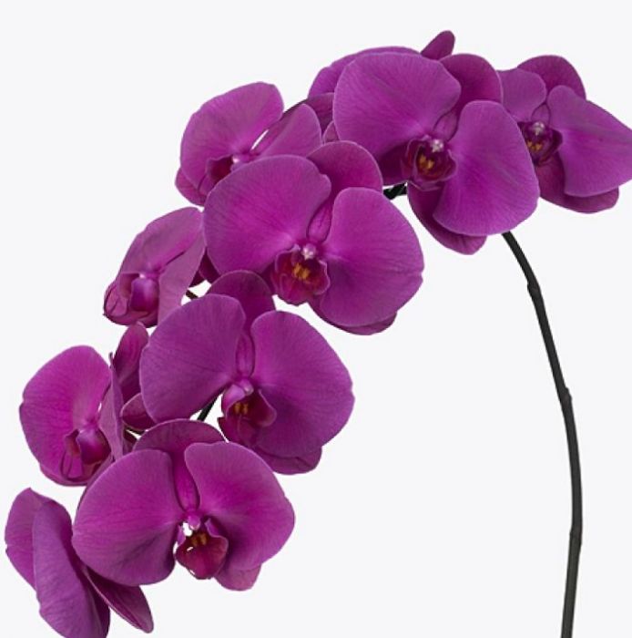 Phalaenopsis Purple Plant - Image 2