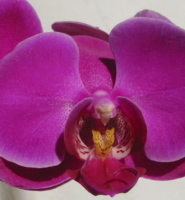 Phalaenopsis Purple Plant - Image 3