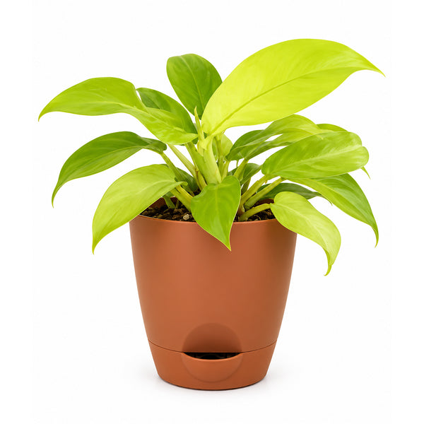 Fresh green philodendron gold houseplant displayed in a 5-inch plastic pot.