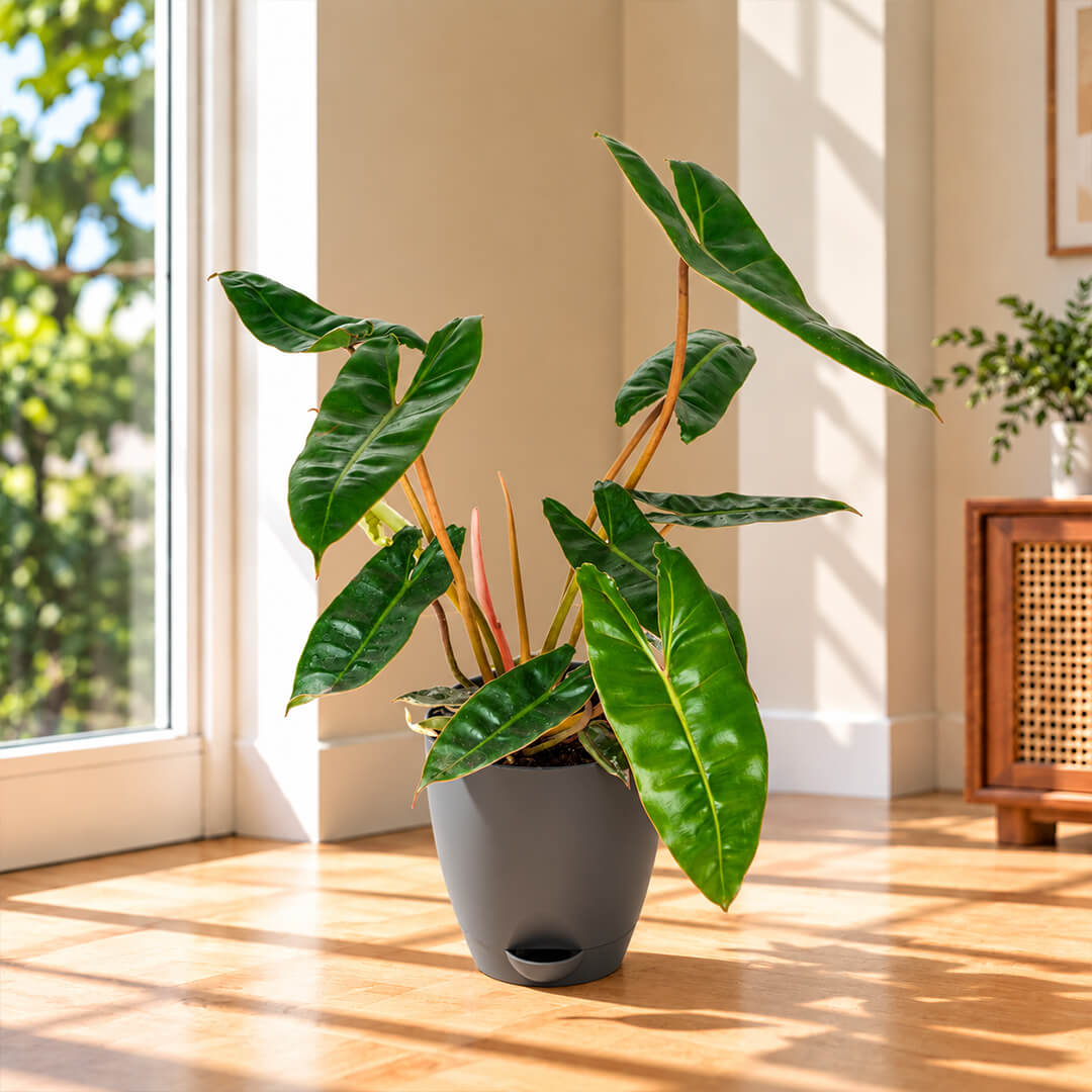 Compact green philodendron belli houseplant displayed in a 5-inch plastic pot.