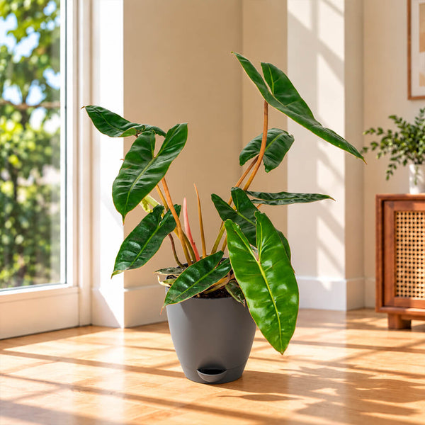 Compact green philodendron belli houseplant displayed in a 5-inch plastic pot.