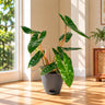 Philodendron belli Plant