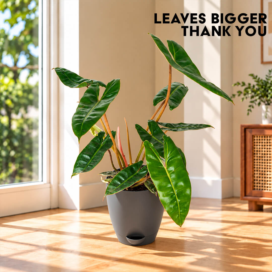 Compact green philodendron belli houseplant displayed in a 5-inch plastic pot.