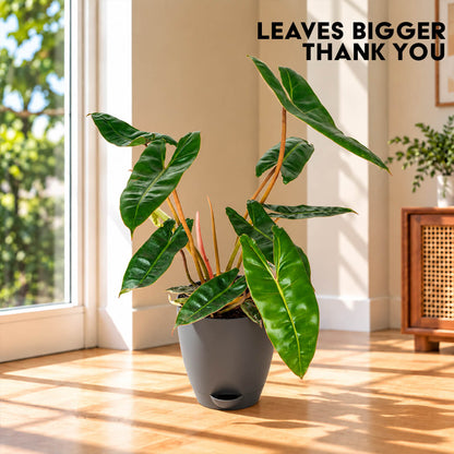 Compact green philodendron belli houseplant displayed in a 5-inch plastic pot.