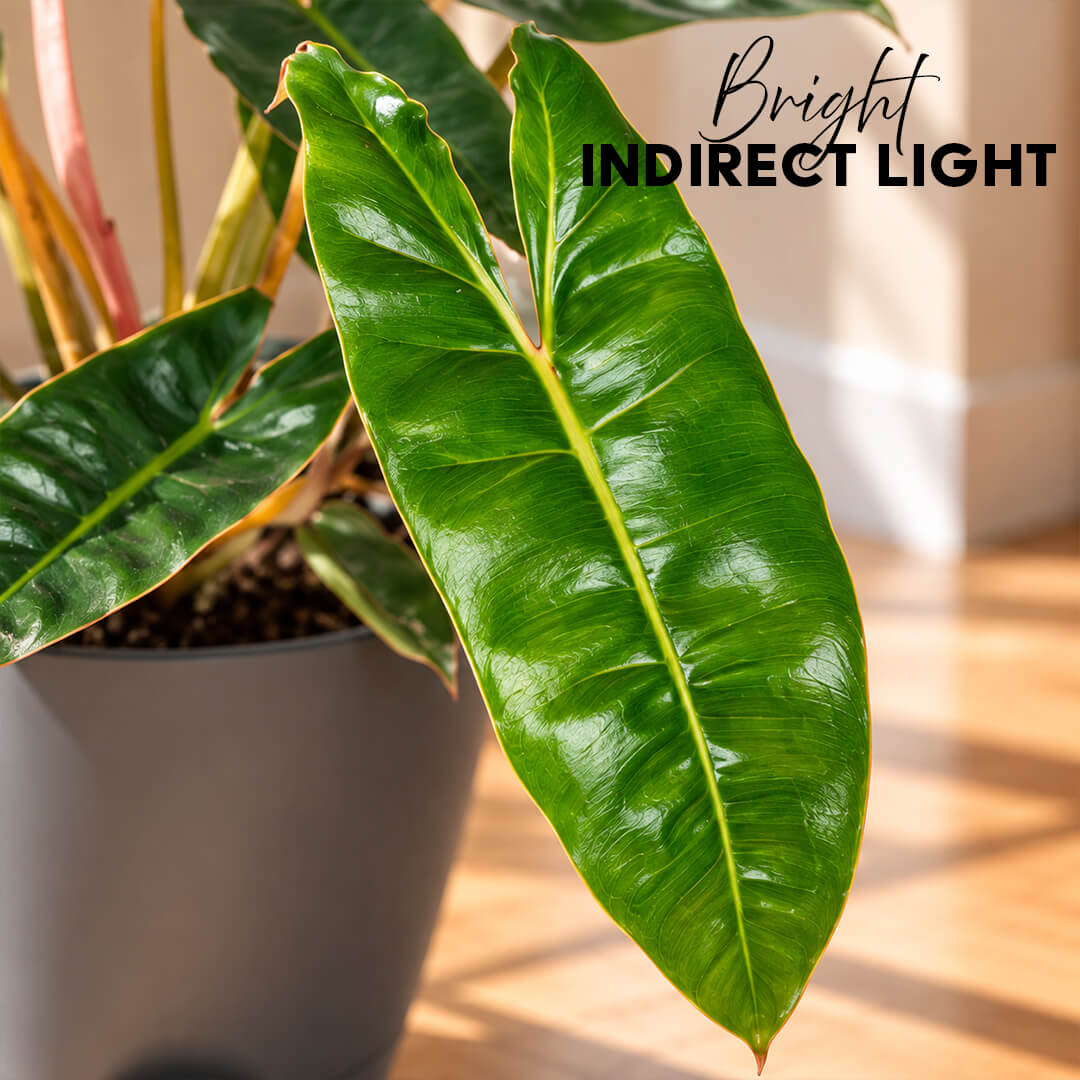 Compact green philodendron belli houseplant displayed in a 5-inch plastic pot.