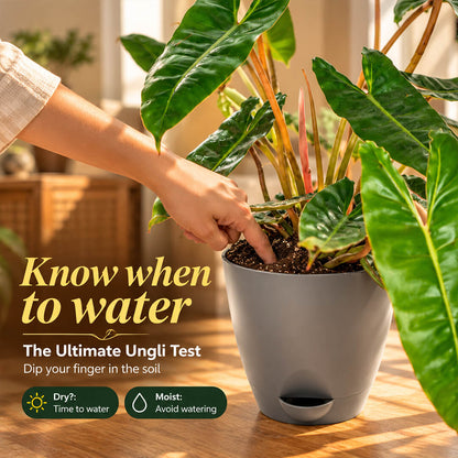Compact green philodendron belli houseplant displayed in a 5-inch plastic pot.