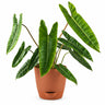 Philodendron belli Plant