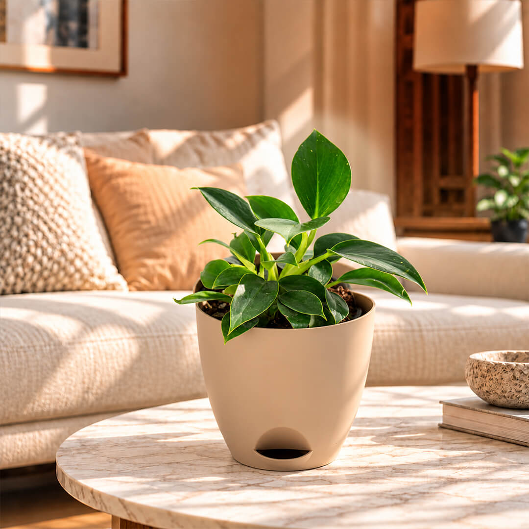 Pinstriped green philodendron birkin plant featured in a 5-inch plastic pot.