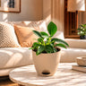 Philodendron birkin Plant