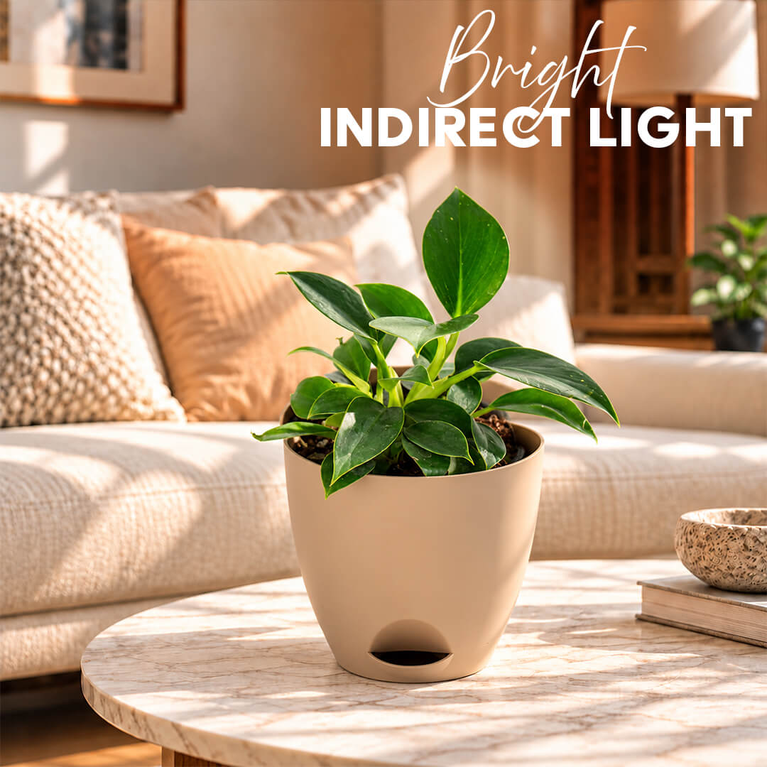 Pinstriped green philodendron birkin plant featured in a 5-inch plastic pot.