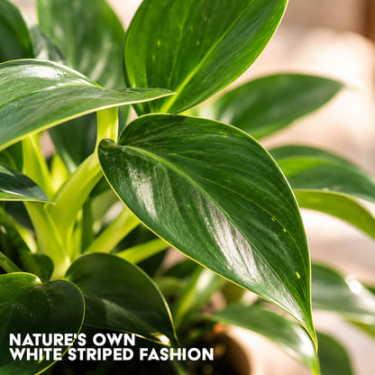 Pinstriped green philodendron birkin plant featured in a 5-inch plastic pot.