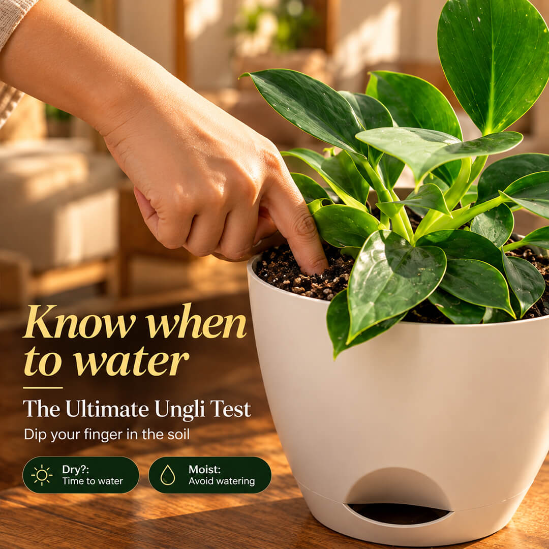 Pinstriped green philodendron birkin plant featured in a 5-inch plastic pot.