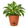 Philodendron birkin Plant