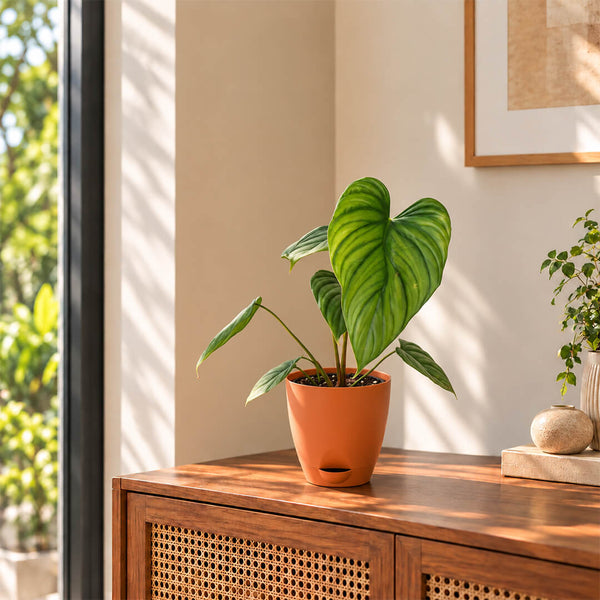 Buy Philodendron columbia indoor houseplant featuring textured green leaves potted in a 5 inch plastic pot for home decor.