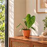 Philodendron columbia Plant