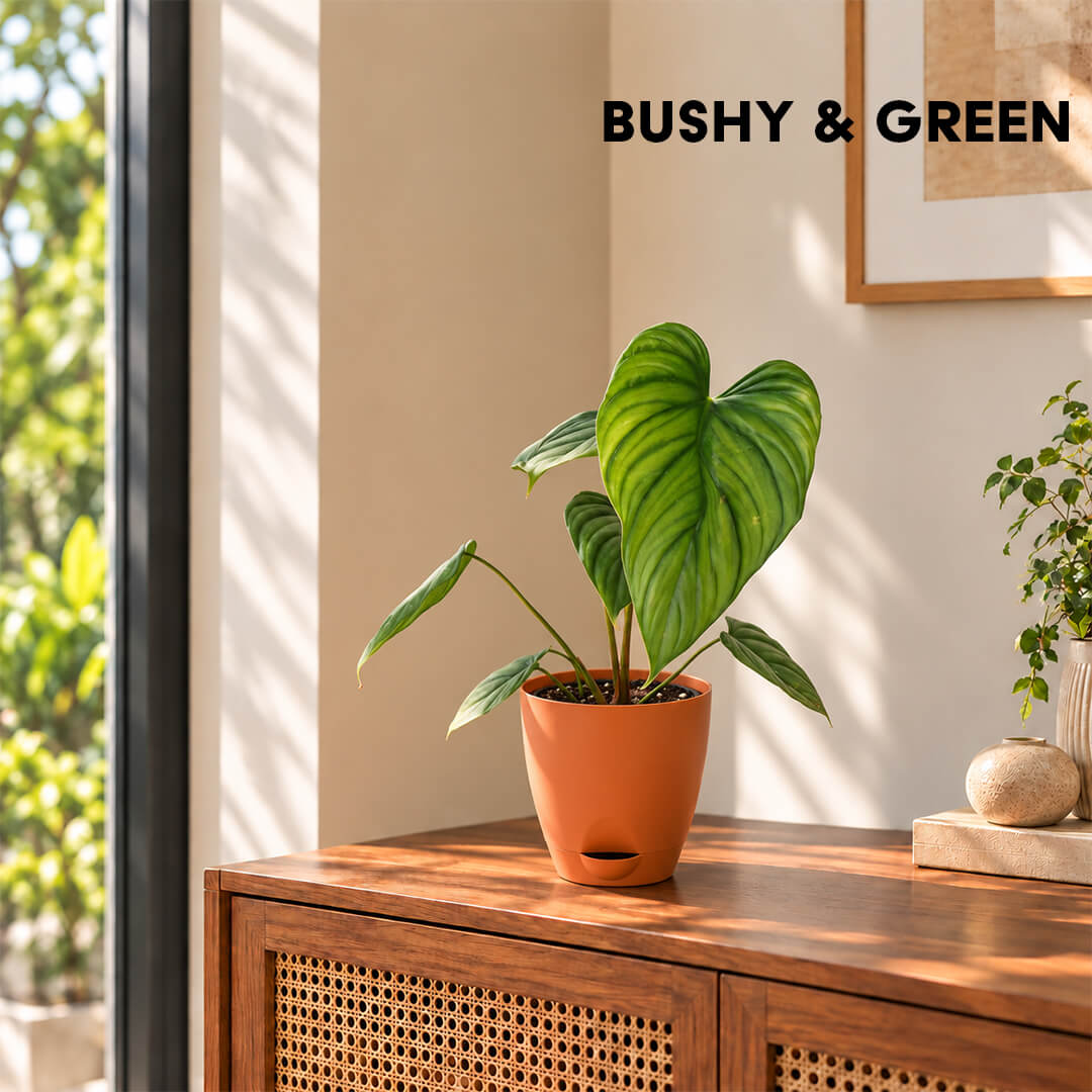 Buy Philodendron columbia indoor houseplant featuring textured green leaves potted in a 5 inch plastic pot for home decor.