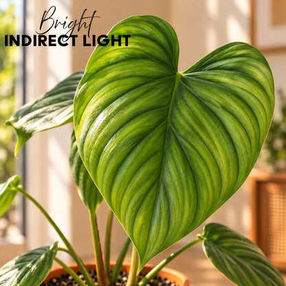 Buy Philodendron columbia indoor houseplant featuring textured green leaves potted in a 5 inch plastic pot for home decor.