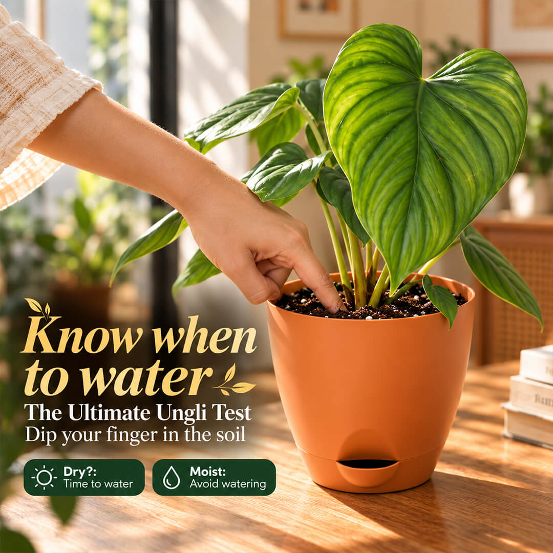 Buy Philodendron columbia indoor houseplant featuring textured green leaves potted in a 5 inch plastic pot for home decor.