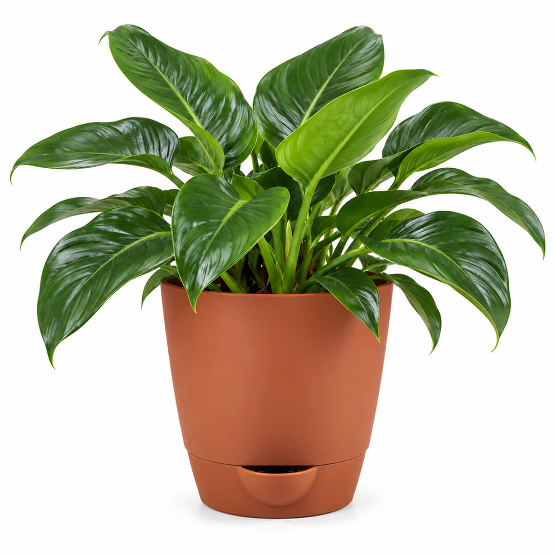 Buy Philodendron columbia indoor houseplant featuring textured green leaves potted in a 5 inch plastic pot for home decor.