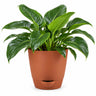 Philodendron columbia Plant